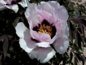 Paeonia rockii-2.jpg
