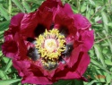 Paeonia rockii-11.jpg