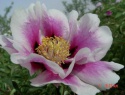 Paeonia rockii-1.jpg