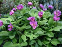 Paeonia russii.jpg