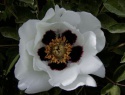 Paeonia rockii-7.jpg