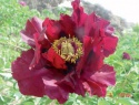 Paeonia rockii-10.jpg
