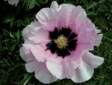 Paeonia rockii-8.jpg