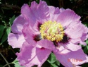 Paeonia rockii-3.jpg