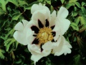 Paeonia rockii-6.jpg