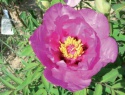 Paeonia rockii-4.jpg